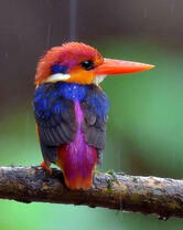 Пёстрый птенчик на ветке дерева