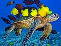 Морская черепаха и красивые рыбки
