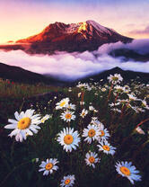 Цветущие ромашки в туманных горах