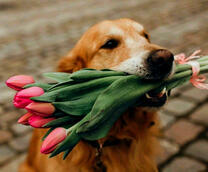 Пёс с букетом тюльпанов в зубах