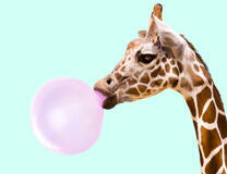 Жираф надувает пузырёк