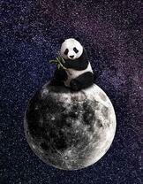 Панда на луне