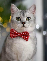 Кот с галстуком-бабочкой