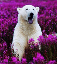 Белый медведь в весенних цветах
