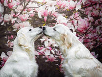 Поцелуй лабрадоров на фоне цветущего дерева