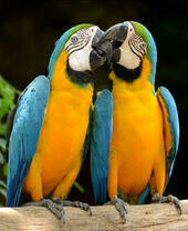 Поцелуй двух ара на ветке дерева