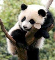 Маленький панда в развилке дерева