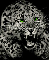 Грозный зеленоглазый леопард