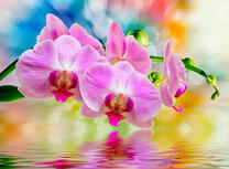 Ветка орхидеи над озером