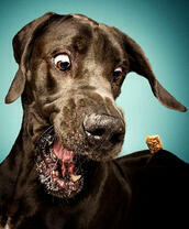 Чёрный удивлённый пёс