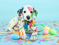 Щенок далматинца рисует краской