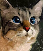 Голубоглавая серая кошечка