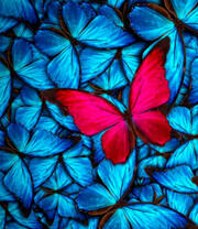 Красная и синие бабочки