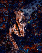 Мама жираф с ребёнком в цветах