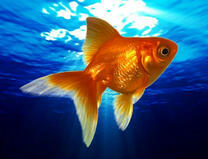 Золотая рыбка в водах озера