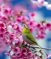 Птичка на цветущей ветке дерева