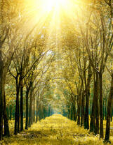 Осенняя аллея в солнечных лучах