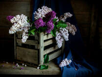 Букет сирени в ящике