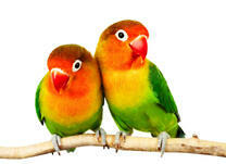 Пара неразлучников на веточке