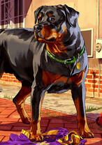 Ротвейлер у дома