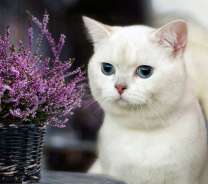 Белый кот и лаванда