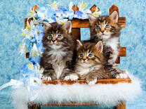 Пушистые котята и цветы