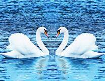 Пара лебедей на красочном озере