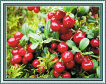 Большой урожай ягод