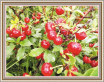 Спелые вишни в росе