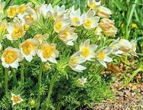 Кустик крокусов на земле