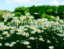 Маленькие ромашки на опушке леса