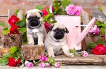 Пара мопсов в ярких розах