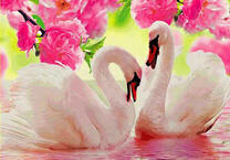 Два белых лебедя на озере под розами