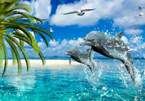 Дельфины и чайки в тёплом море