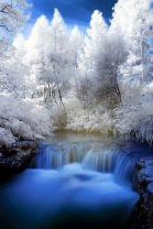 Белоснежные деревья у зимней реки