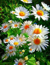 Поляна нежных ромашек