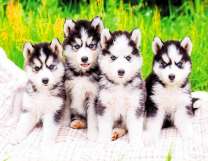 Четыре щеночка хаски на летней полянке