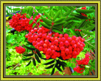 Яркие ягоды рябины