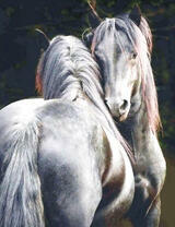 Две красивейших белых лошадки