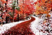 Первый снег в осеннем парке