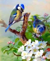 Две синички на цветущей яблоне