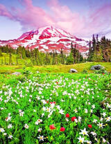 Цветущий весенний луг у снежной горы