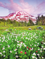 Цветочная поляна на фоне заснеженной горы