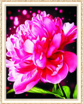 Большой цветок пиона крупным планом