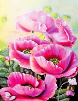 Фиолетовые маки и белая бабочка