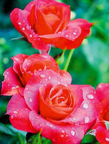 Алые розы в росе