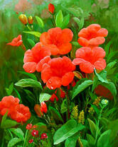 Красные дикие цветы на летней поляне