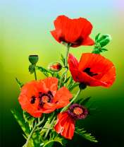 Маленький букетик нежных маков