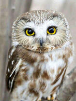 Маленький милый совенок