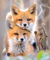 Два милых лисёнка в снегу